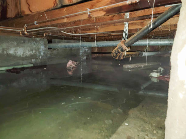 Best Mold removal after water damage  in Groveville, NJ