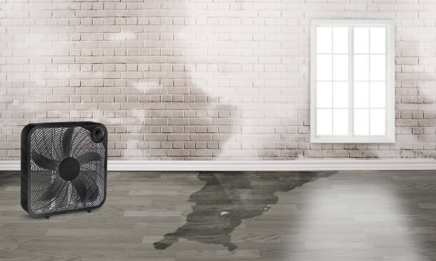 Best Basement water damage restoration  in Groveville, NJ